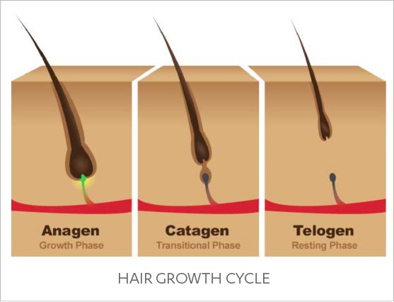hair growth cycle